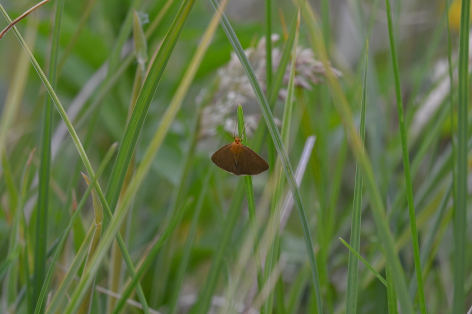 Evergestis aenealis - patinás dudvamoly