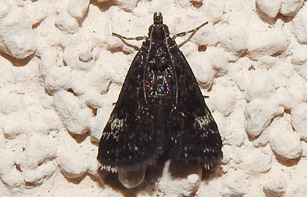 Heliothela wulfeniana - fényes kormosmoly