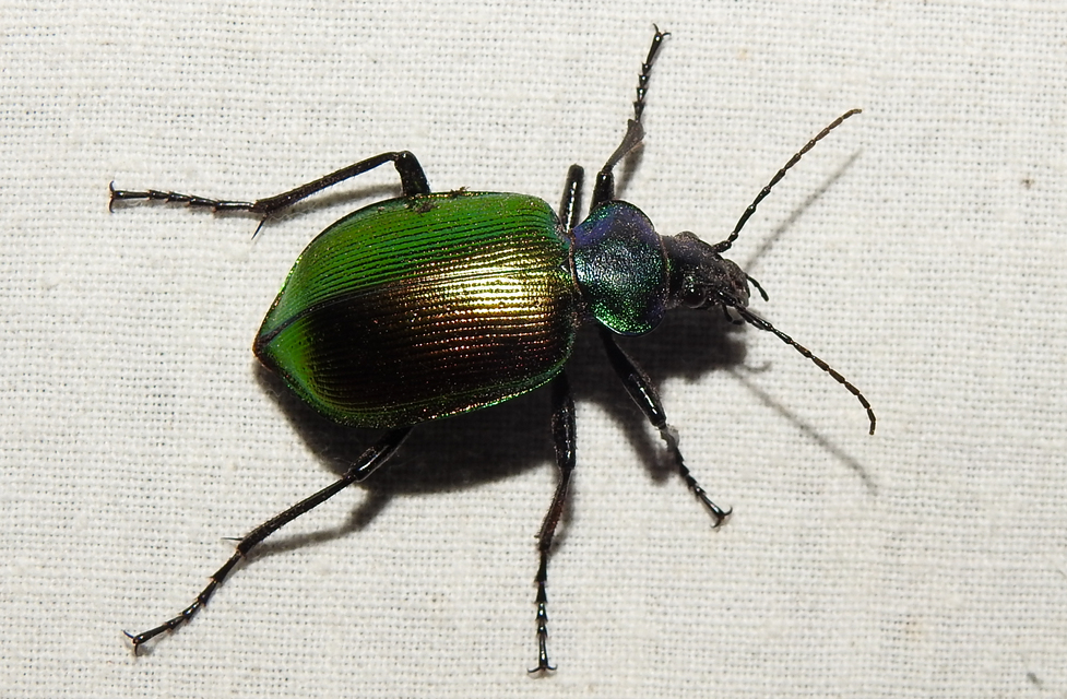 Calosoma sycophanta - aranyos bábrabló
