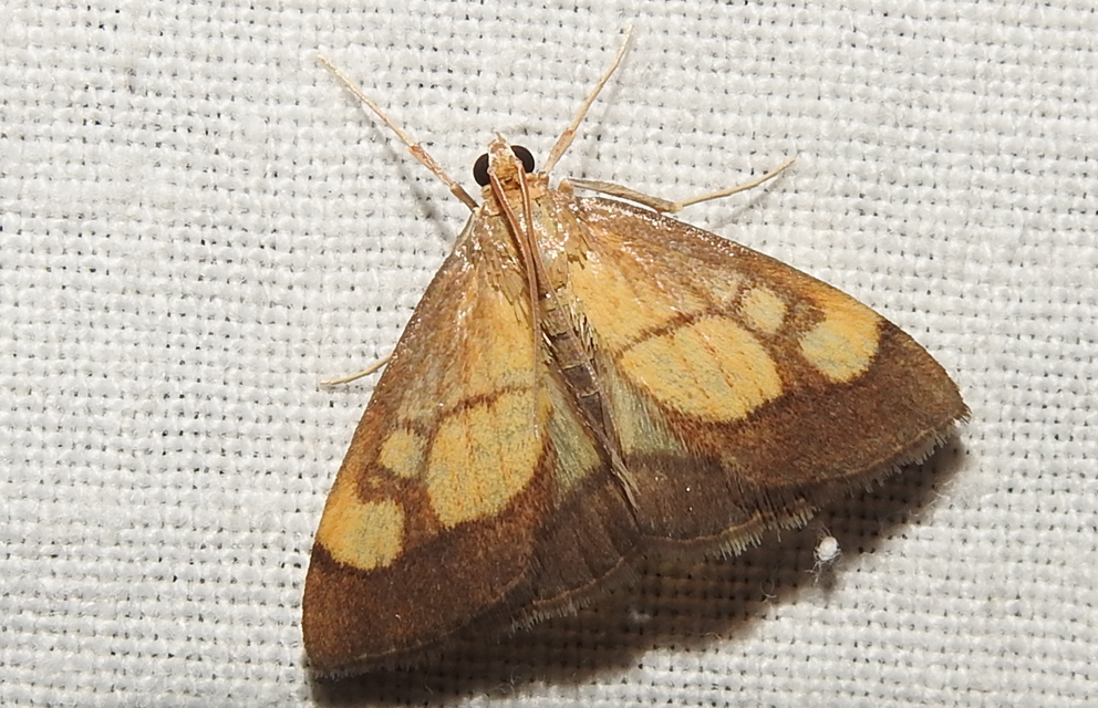 Evergestis limbata - közönséges dudvamoly