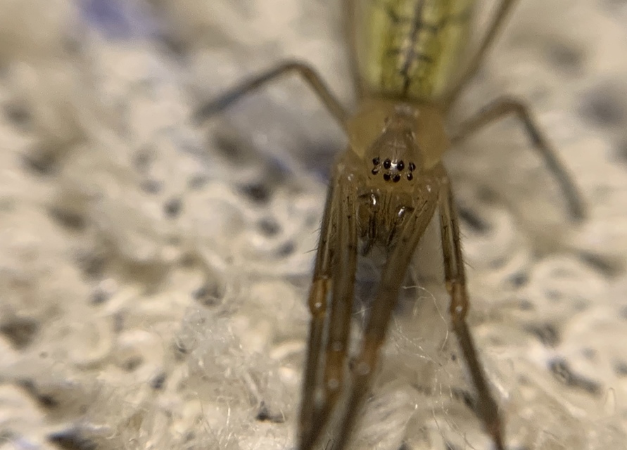 Tetragnatha extensa - közönséges állaspók