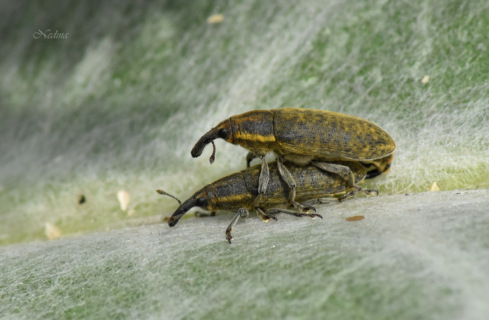 Lixus cardui - bogáncsfúró dudvabarkó