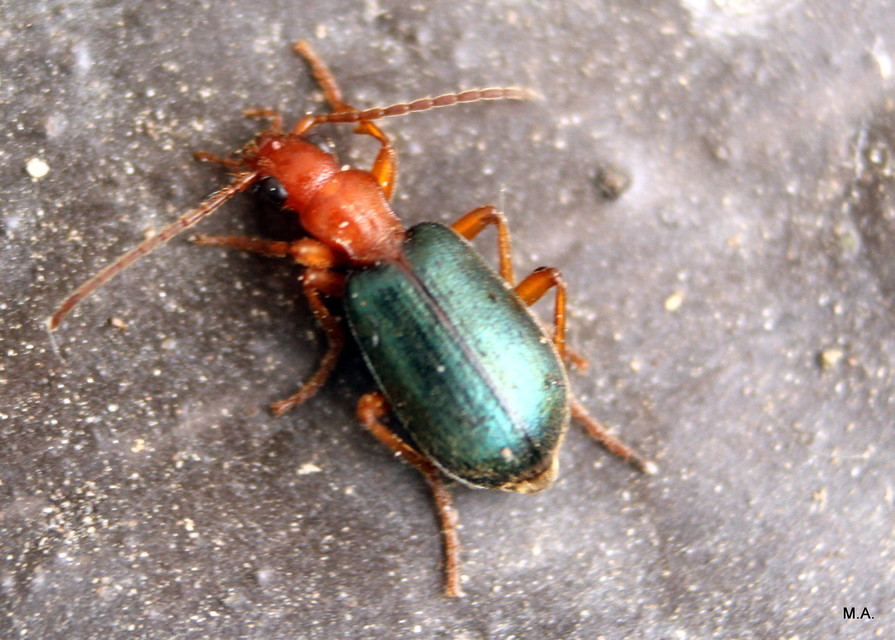 Brachinus