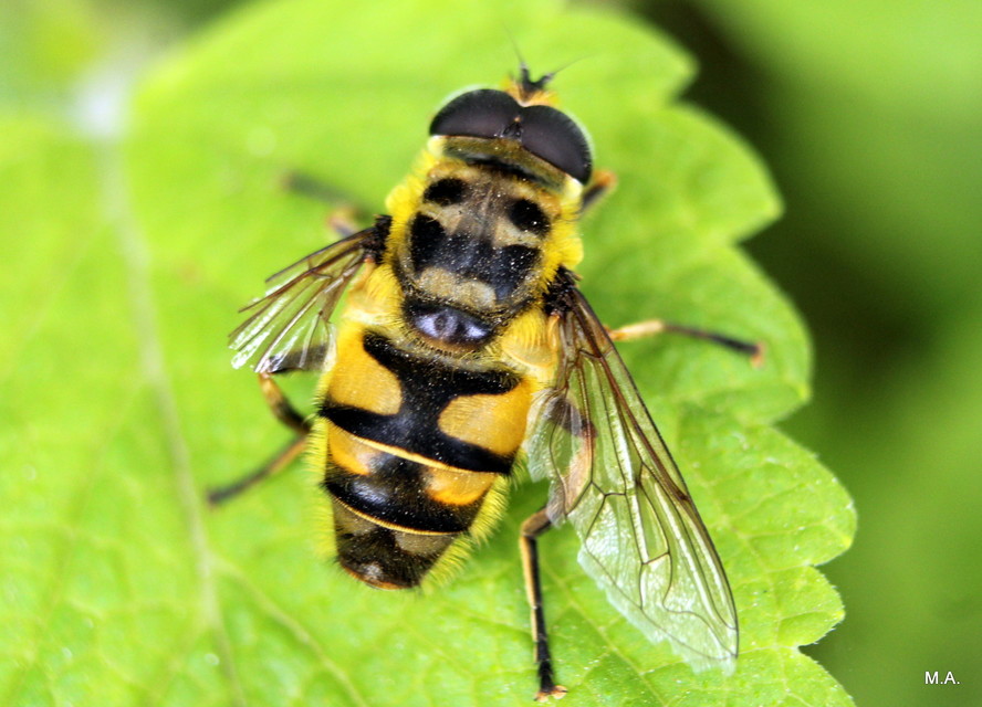 Myathropa florea - halálfejes odúlégy