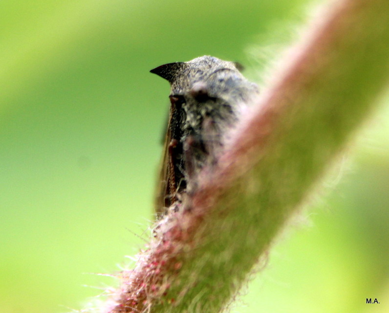 Centrotus cornutus - szarvaskabóca