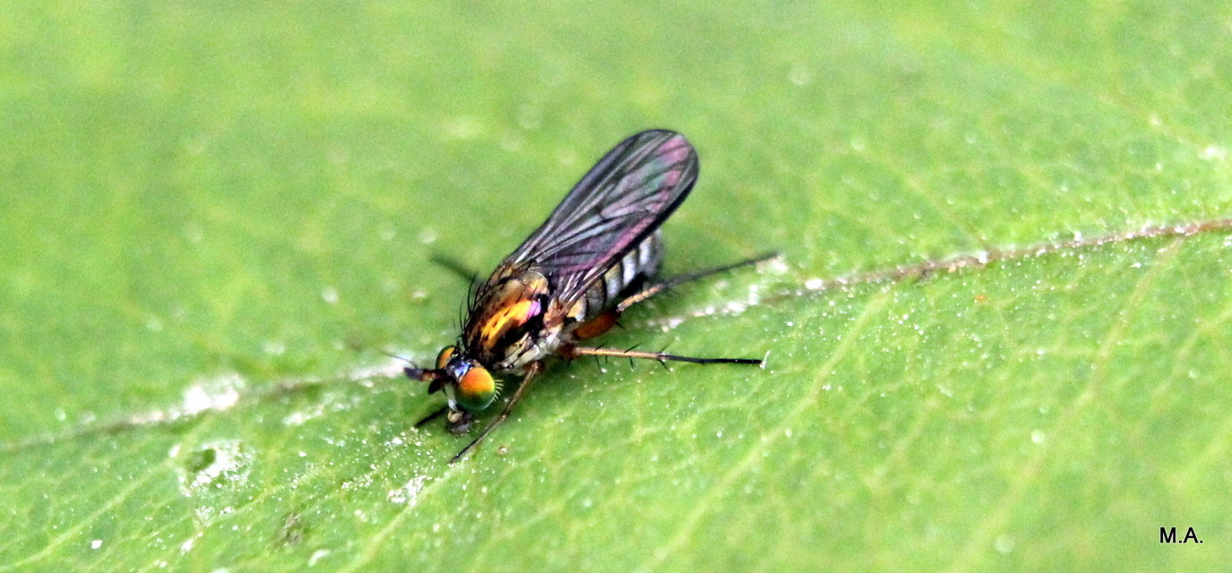 Dolichopodidae - szúnyoglábú legyek
