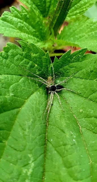 Philodromus dispar - lomb karolópók