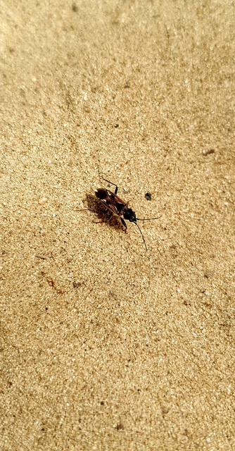 Raglius alboacuminatus - tarka díszesbodobács