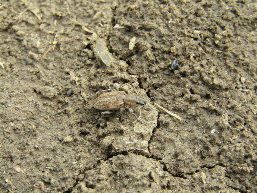 Tanymecus palliatus - közönséges hegyesfarúbarkó