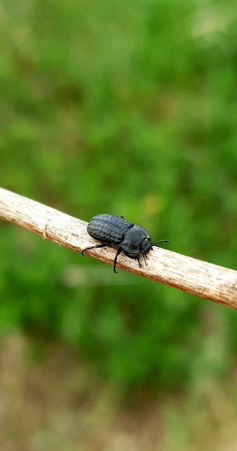 Opatrum sabulosum - sároshátú gyászbogár