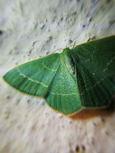 Chlorissa viridata - üdezöld araszoló