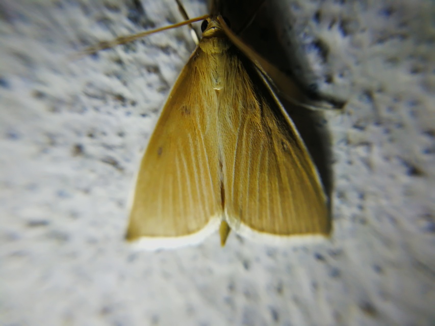 Sclerocona acutellus - hegyesszárnyú tűzmoly