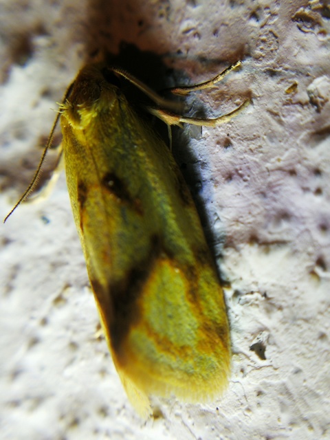 Agapeta hamana - közönséges sárgamoly