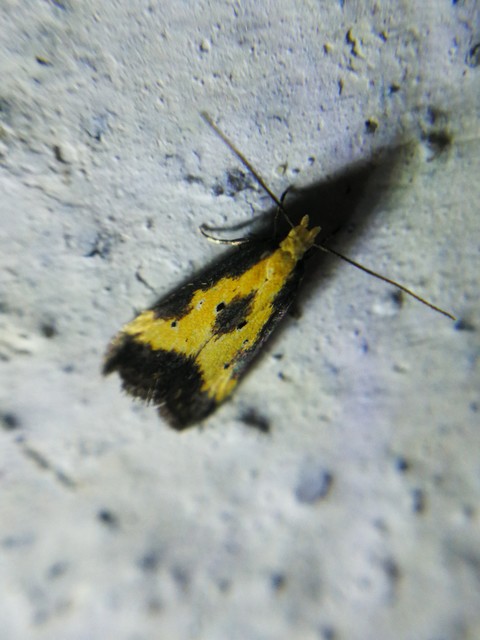Brachmia dimidiella - citromkocsord-lápimoly
