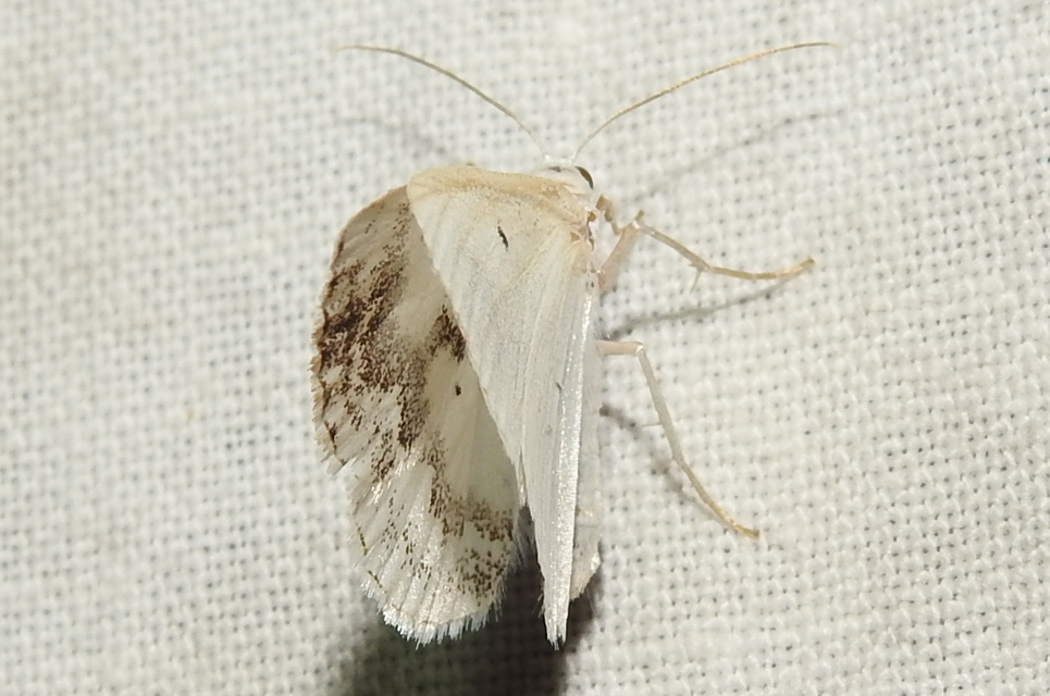 Lomographa temerata - foltos fehéraraszoló