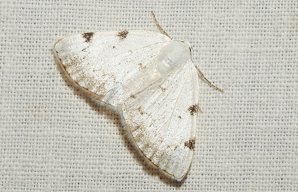 Lomographa bimaculata - kétpontos fehéraraszoló