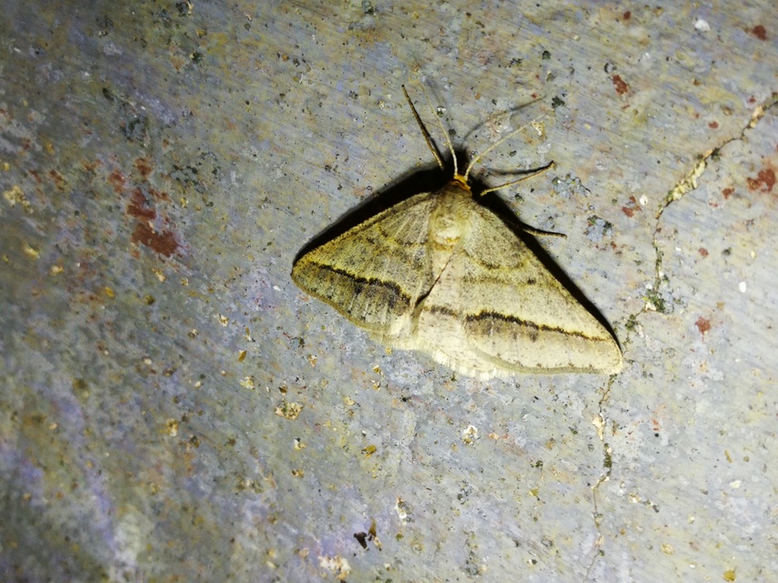 Tephrina arenacearia - lucerna-araszoló