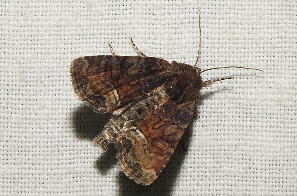 Oligia strigilis/latruncula/versicolor