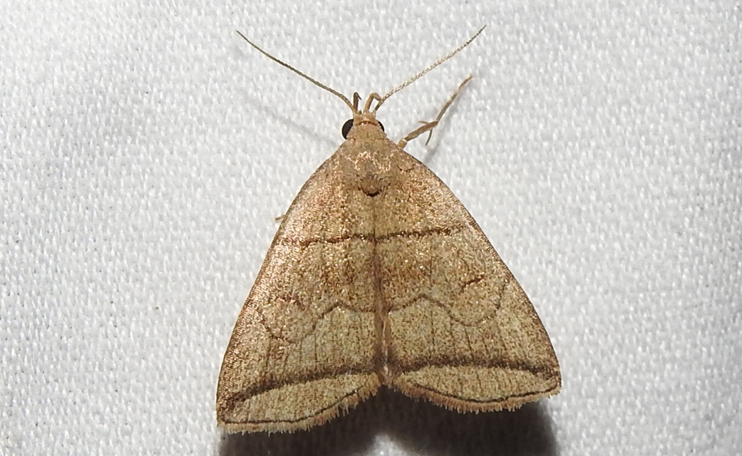 Herminia grisealis - ligeti karcsúbagoly