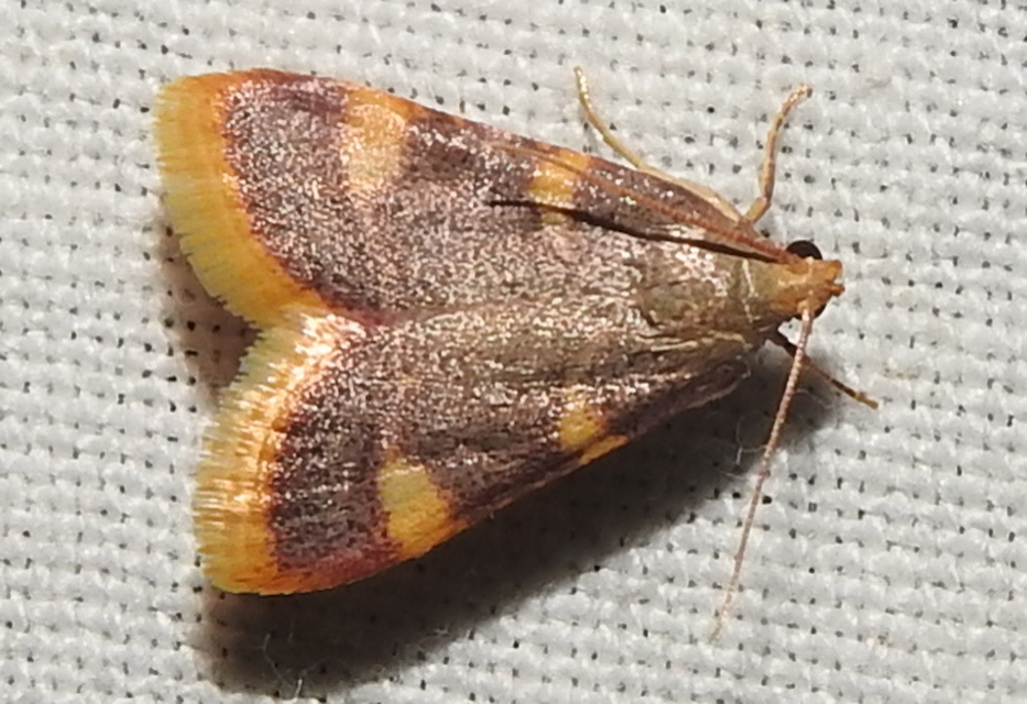 Hypsopygia costalis - szénailonca