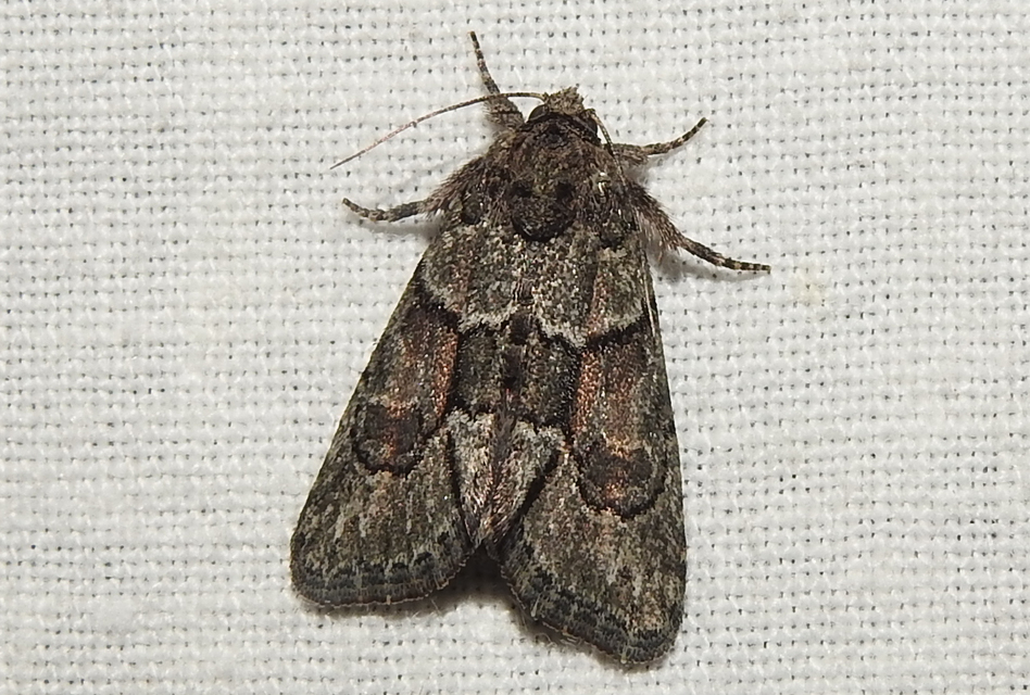 Cryphia fraudatricula - homoki zuzmóbagoly