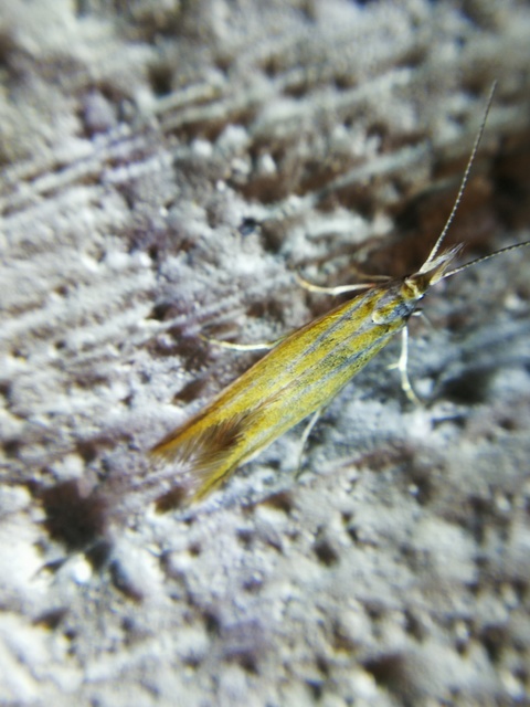 Coleophora