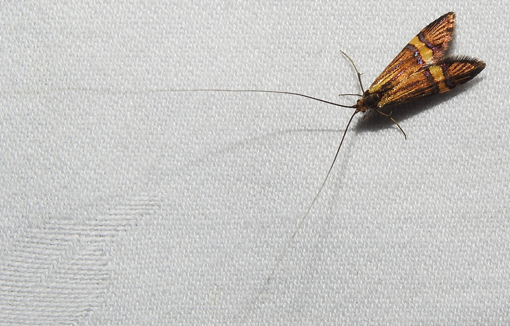 Nemophora degeerella - pompás tőrösmoly