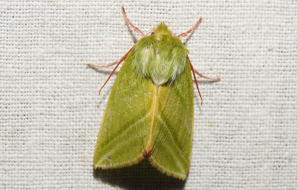 Pseudoips prasinana - bükkfa-zöldbagoly