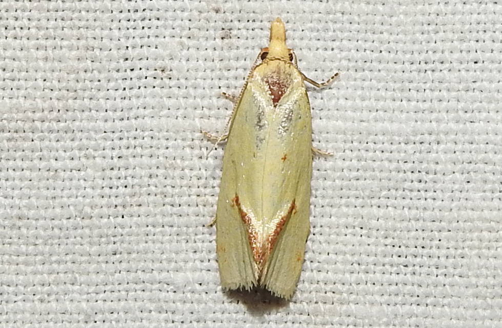 Agapeta hamana - közönséges sárgamoly