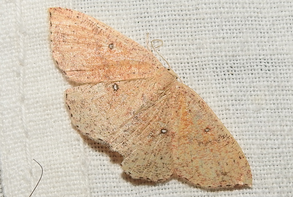 Cyclophora porata - körös pettyesaraszoló