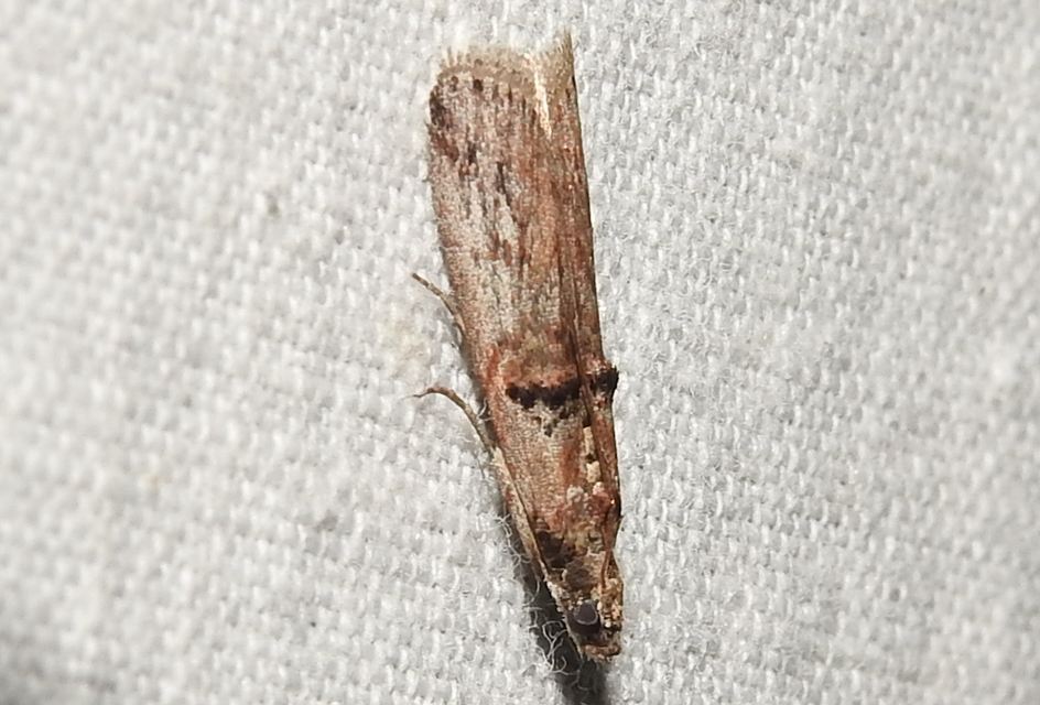 Nephopterix angustella - kecskerágó-karcsúmoly