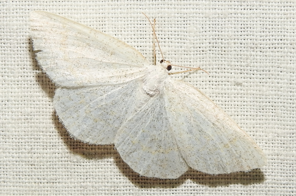 Cabera exanthemata - pettyes égeraraszoló