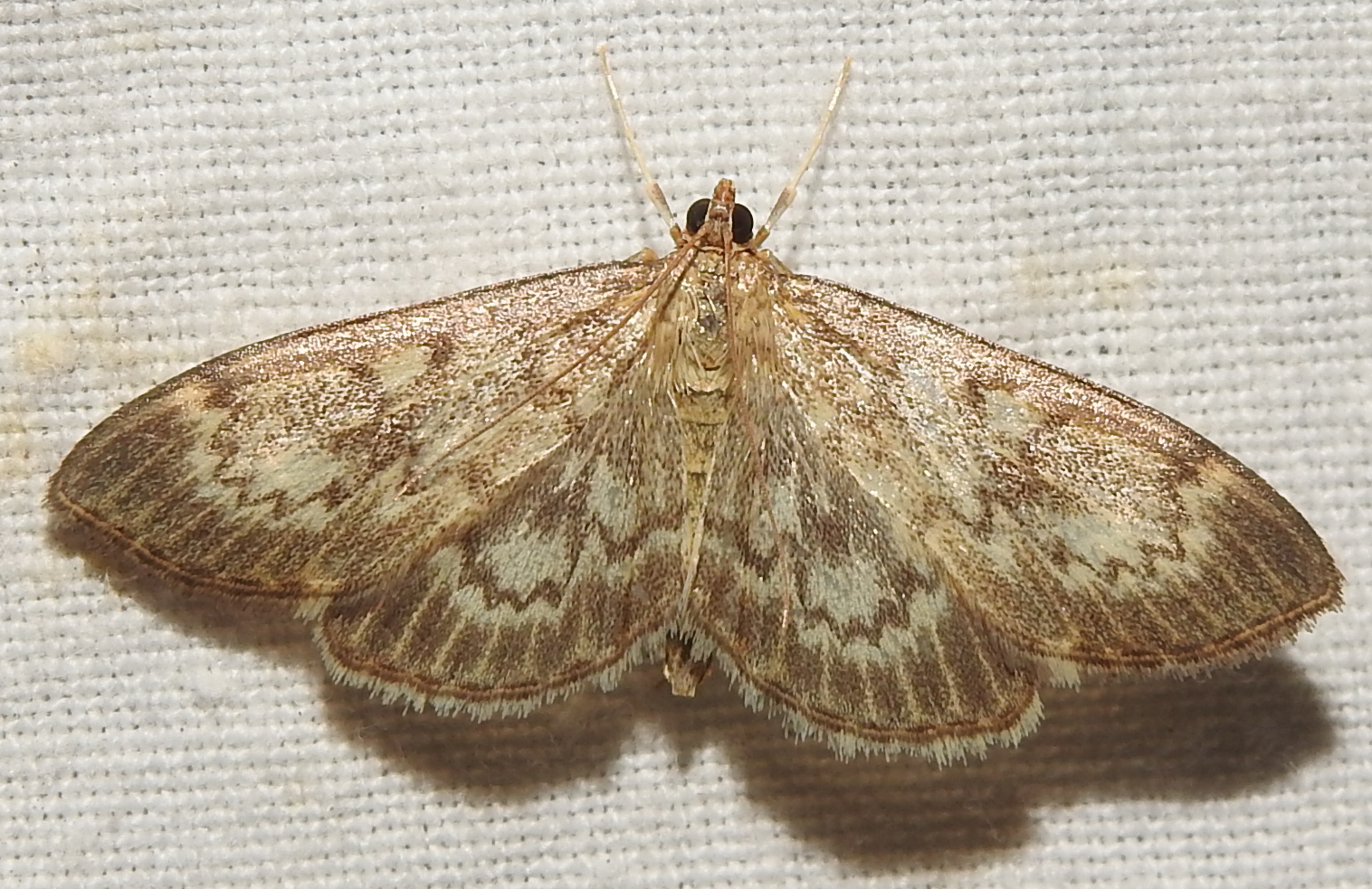 Anania lancealis - hosszúszárnyú tűzmoly