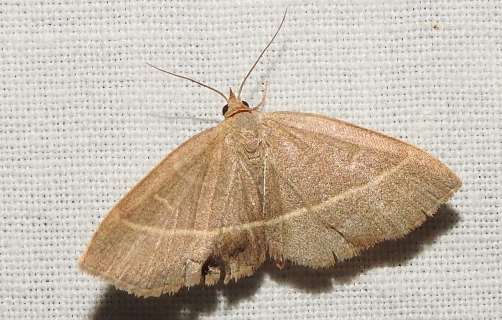 Trisateles emortualis - sárgacsíkos karcsúbagoly