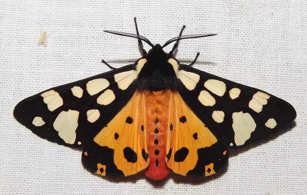 Arctia villica - fekete medvelepke
