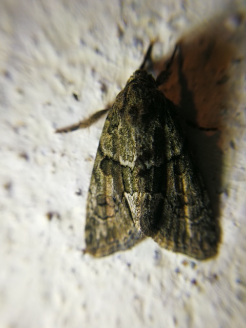Cryphia fraudatricula - homoki zuzmóbagoly