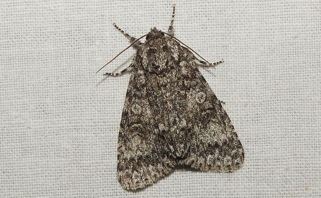 Acronicta megacephala - nagyfejű szigonyosbagoly