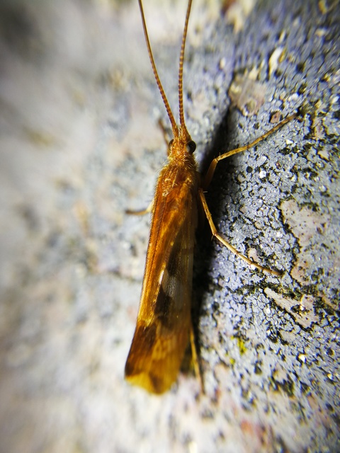 Limnephilidae