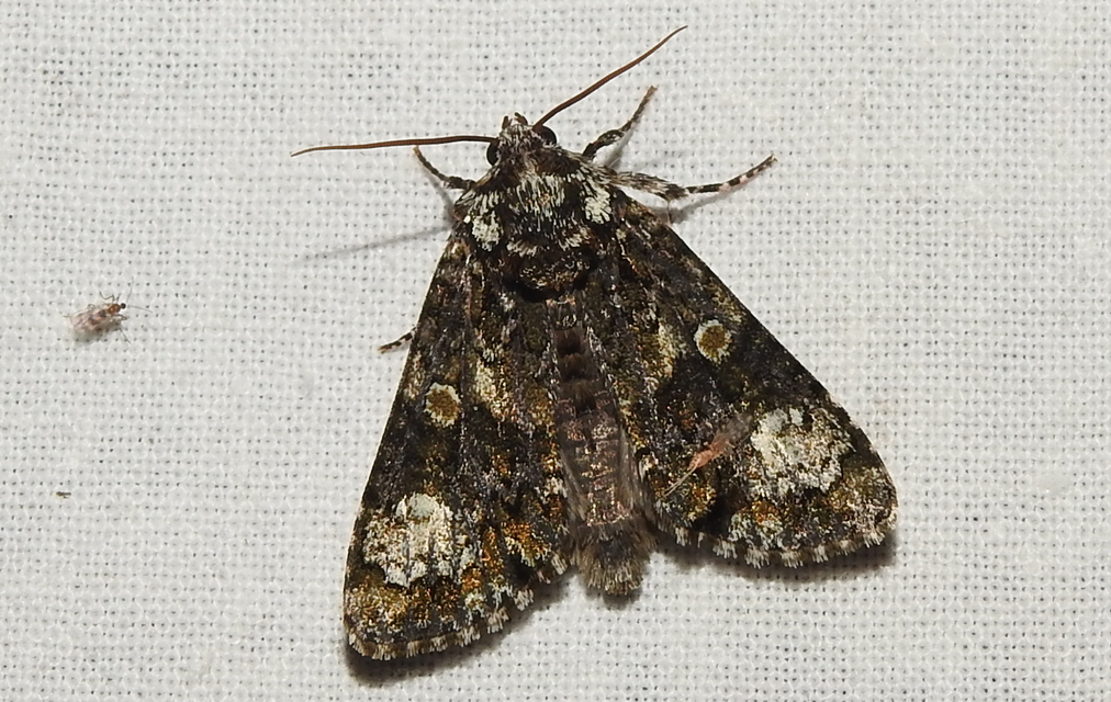 Craniophora ligustri - fagyalbagoly
