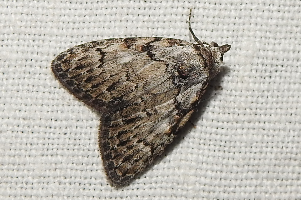 Meganola strigula - hamvas pamacsosszövő