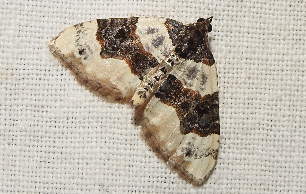 Cosmorhoe ocellata - szemes galajaraszoló