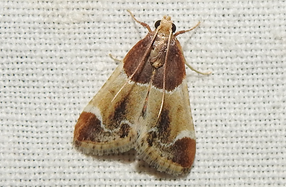 Pyralis farinalis - lisztilonca