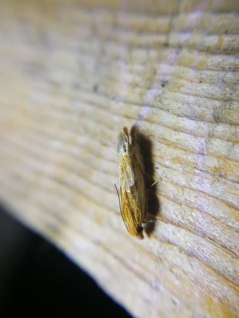 Eucosma