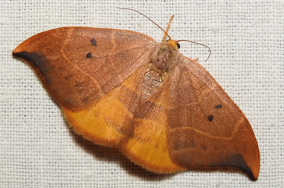 Watsonalla binaria - tölgyfa-sarlósszövő