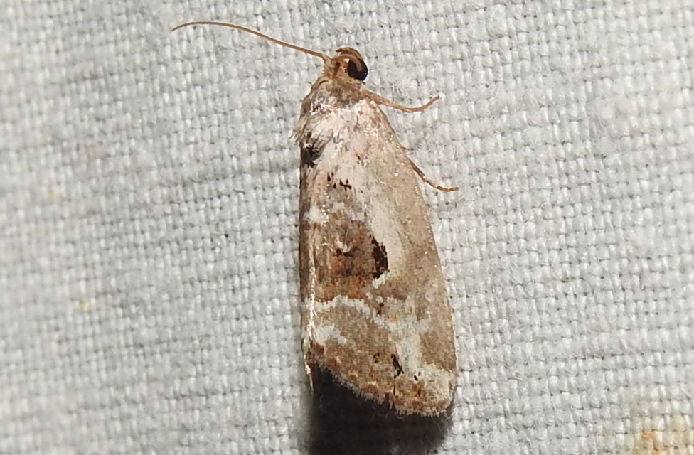 Hapalotis venustula - rózsaszínű mázasbagoly