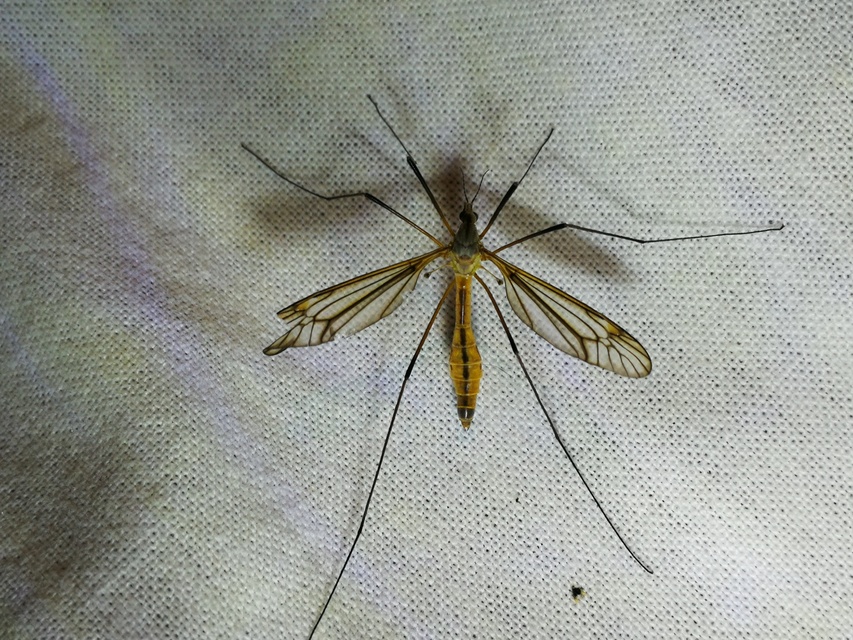 Tipula