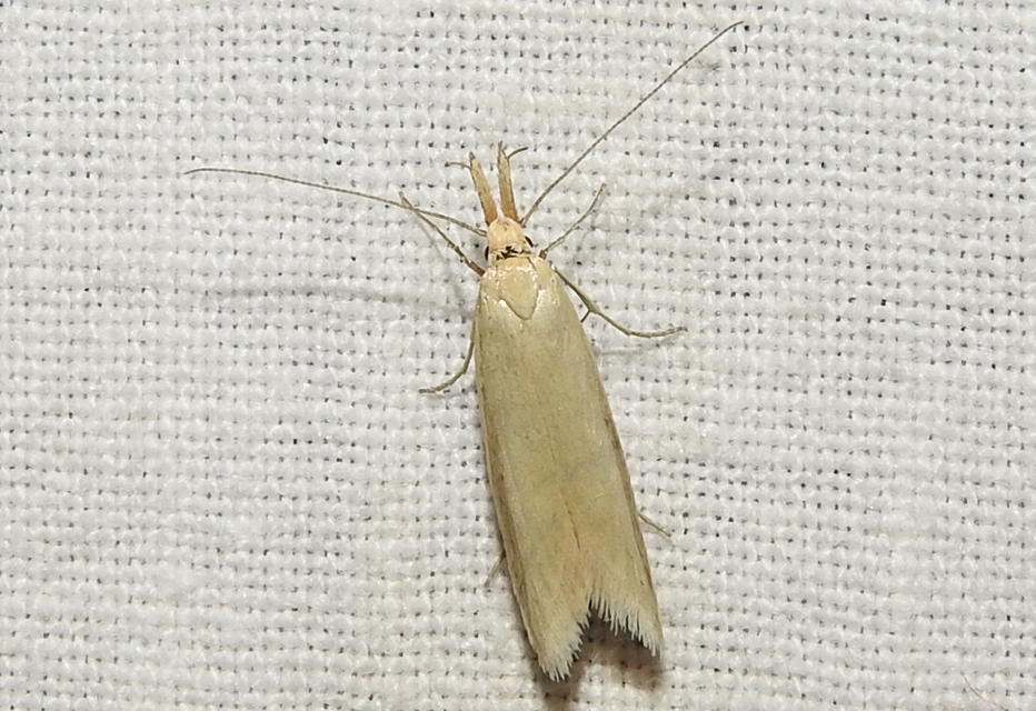 Pleurota