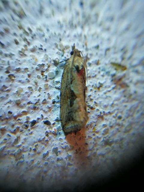 Endothenia quadrimaculana - mocsári tükrösmoly