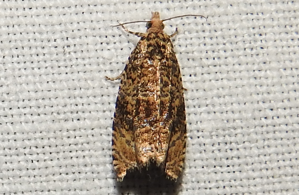 Celypha lacunana - vízparti tükrösmoly