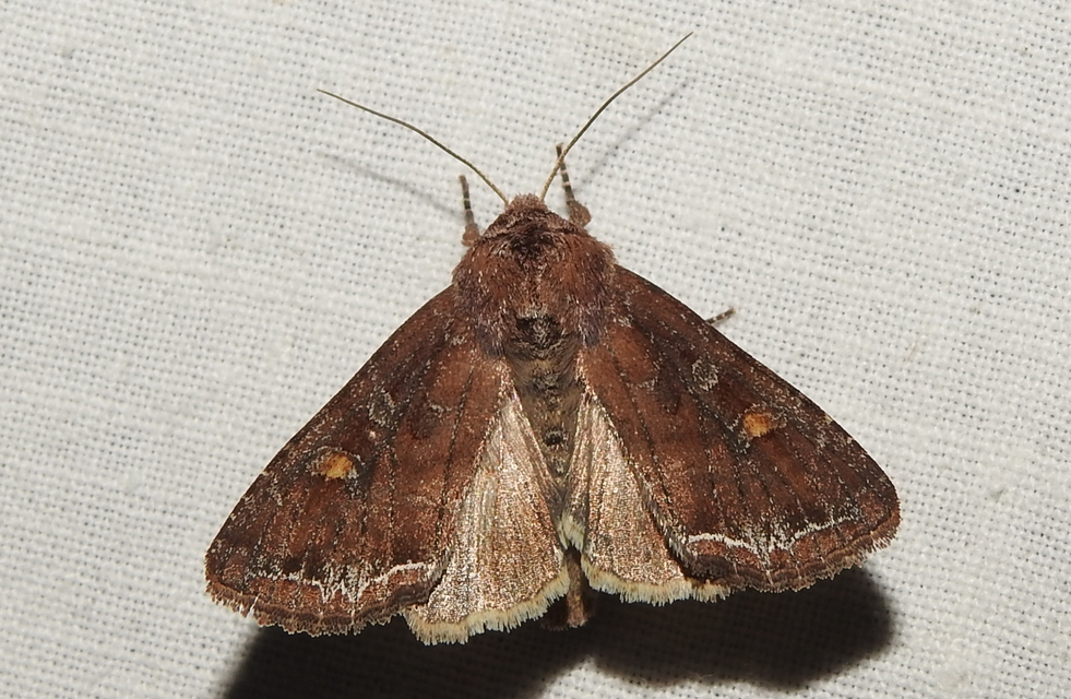 Lacanobia oleracea - saláta-kertibagoly